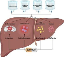Curcumin as a hepatoprotective agent against chemotherapy ...